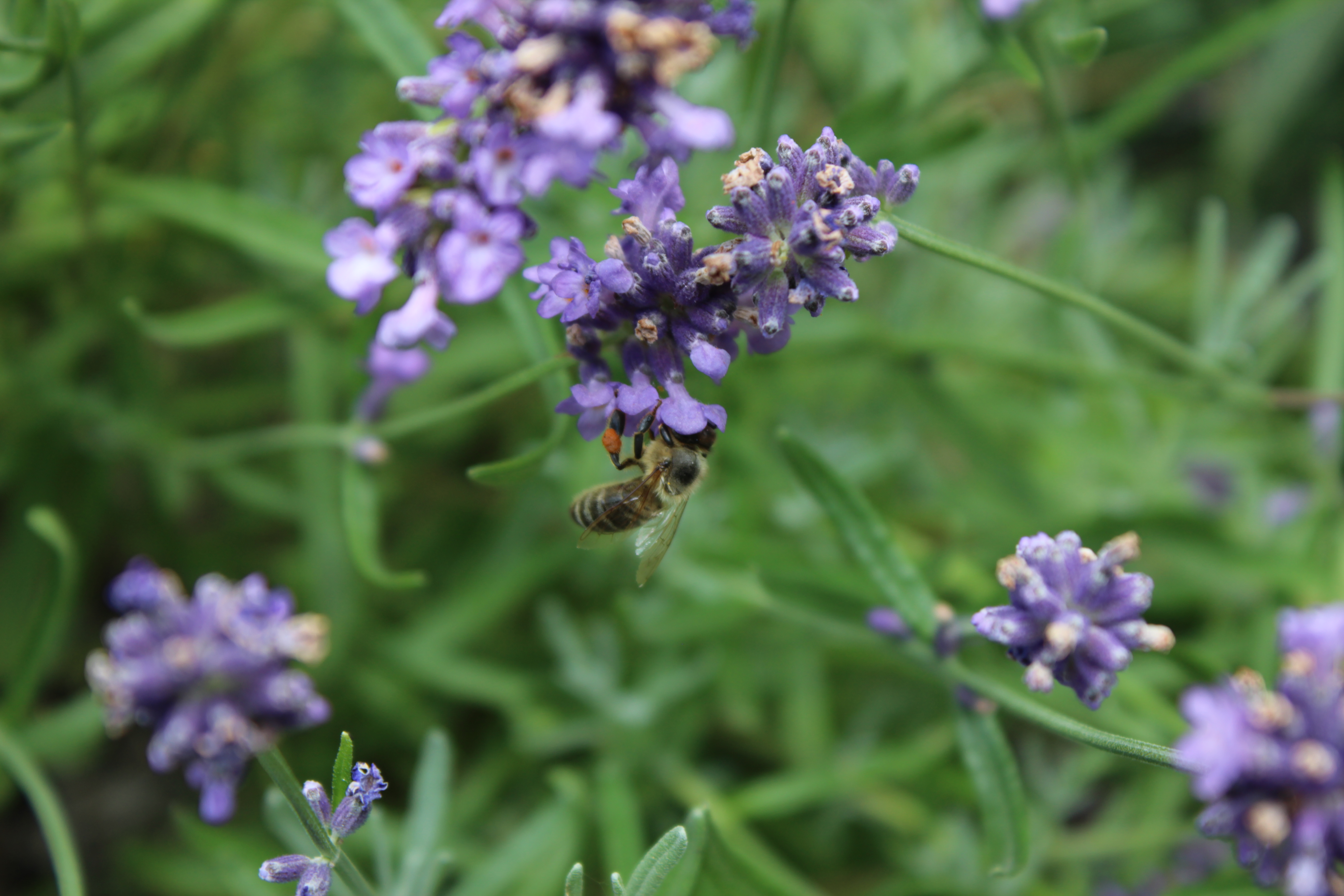 Biene auf blühendem Lavendel, Stauden & Kraut